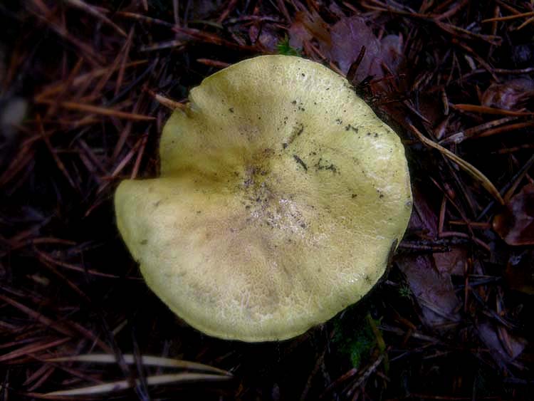 Tricholoma ulvinenii.